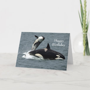 De Remerciements Alaska Killer Whale Orca Photo Carte Anniversaire