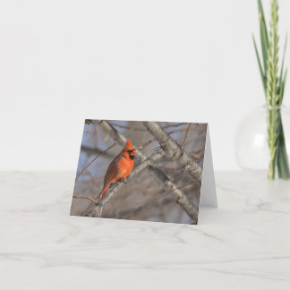 De Remerciements Cardinal oiseau vierge carte pour notes.