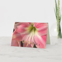 Carte Amaryllis rose