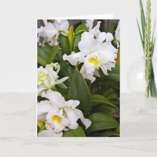 De Remerciements Carte blanche (Devant)