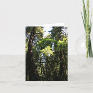 De Remerciements Carte blanche, Muir Woods