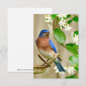 De Remerciements Carte Bleu-oiseau (Devant / Derrière)