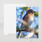 De Remerciements Carte Bleu-oiseau (Devant / Derrière)