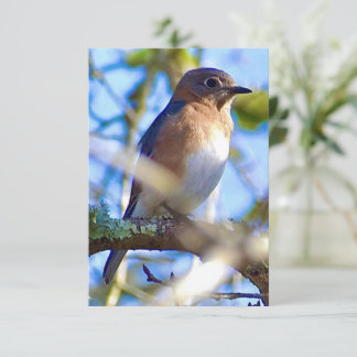 De Remerciements Carte Bleu-oiseau