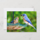 De Remerciements Carte Bleu-oiseau (Devant)