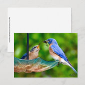 De Remerciements Carte Bleu-oiseau (Devant / Derrière)