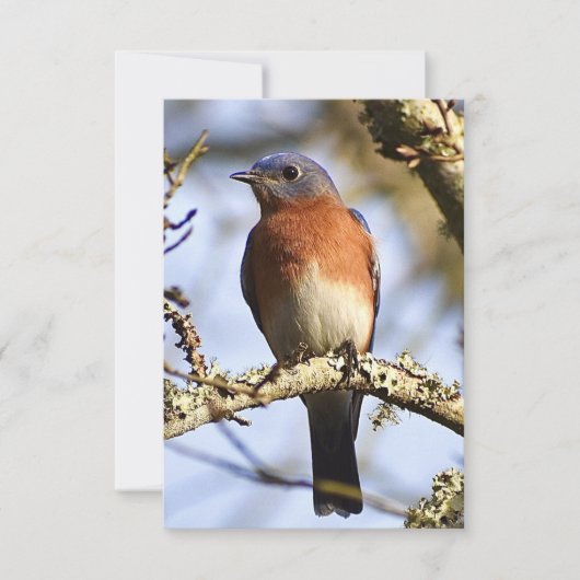 De Remerciements Carte Bleu-oiseau (Devant)