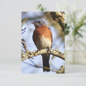 De Remerciements Carte Bleu-oiseau (Debout devant)