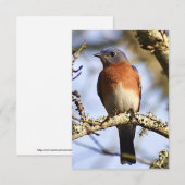 De Remerciements Carte Bleu-oiseau (Devant / Derrière)