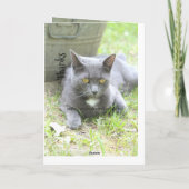 De Remerciements Carte Chic Shabby (Dos)