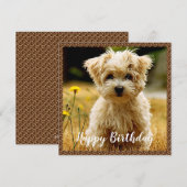 De Remerciements Carte d'anniversaire joyeuse aux chiots maltais (Devant / Derrière)