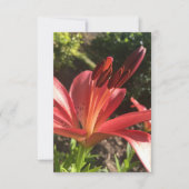 De Remerciements Carte "Fleur Rouge Solide" en Z (Devant)