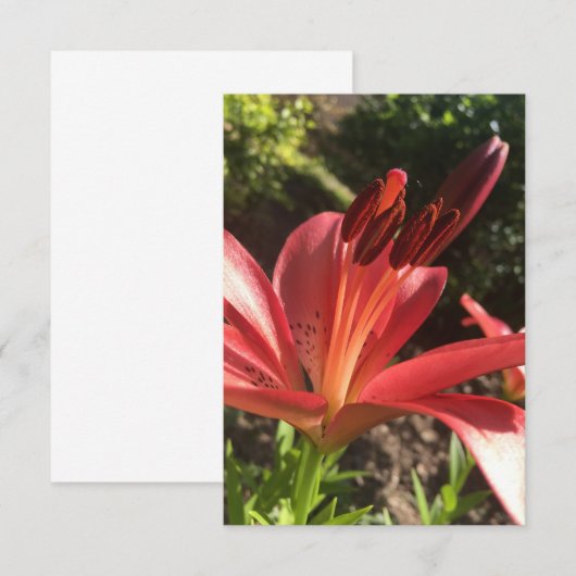 De Remerciements Carte "Fleur Rouge Solide" en Z (Devant / Derrière)