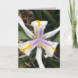 De Remerciements Carte Iris Africaine Quinzaine Lily