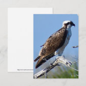 De Remerciements Carte Osprey (Devant / Derrière)