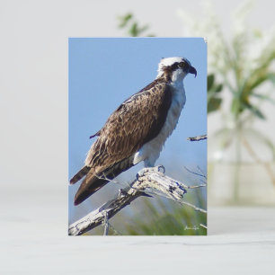 De Remerciements Carte Osprey