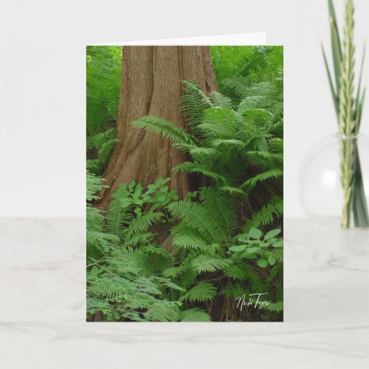 De Remerciements Carte pour notes Redwood & Ferns (Devant)