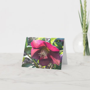 De Remerciements Carte Red Helleborus (Rose Lenten) (vide)
