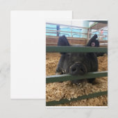 De Remerciements Pig vierge dans la carte (Devant / Derrière)