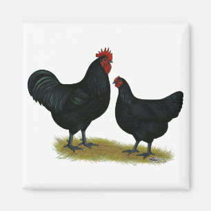 De ReuzeKippen van Jersey Magneet