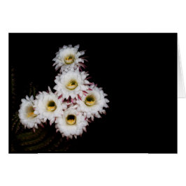 de rijkere cactus vormen een hekel