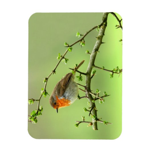 De Robin Magneet (Verticaal)