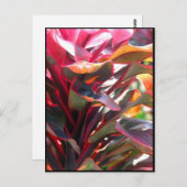 De rode Bladeren van Ti Briefkaart (Voorkant / Achterkant)