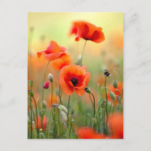 De rode Bloemen van de Papaver Briefkaart