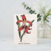 De Rode Flora van de Bloem van de Amaryllis van Feestdagenkaart (Staand voorkant)