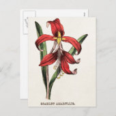 De Rode Flora van de Bloem van de Amaryllis van Feestdagenkaart (Voorkant / Achterkant)