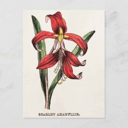De Rode Flora van de Bloem van de Amaryllis van Feestdagenkaart (Voorkant)