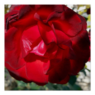 De rode herfst perfect poster