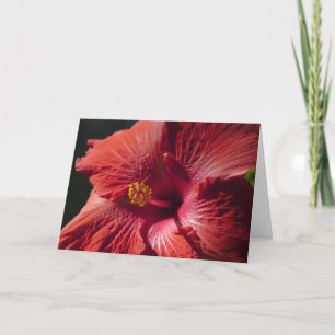 De rode Kaart van de Hibiscus