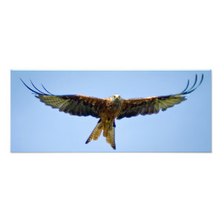 De Rode Kite Foto Afdruk
