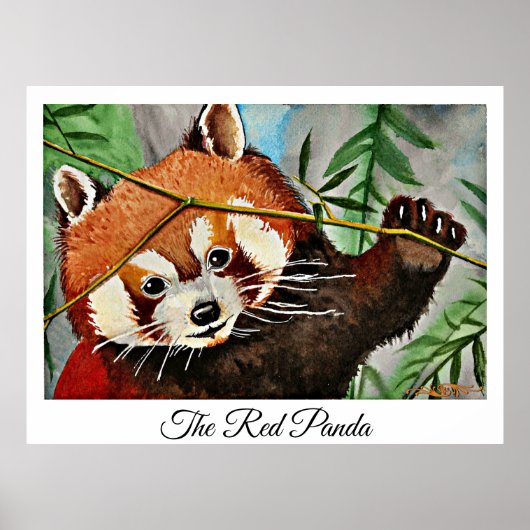 De Rode Panda Poster (Voorkant)