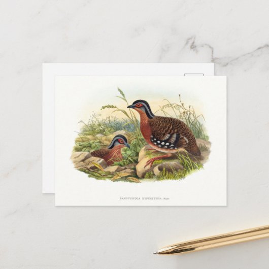 De rode patrijs (Bambusicola hyperythra) Briefkaart (Voorkant / Achterkant in situ)