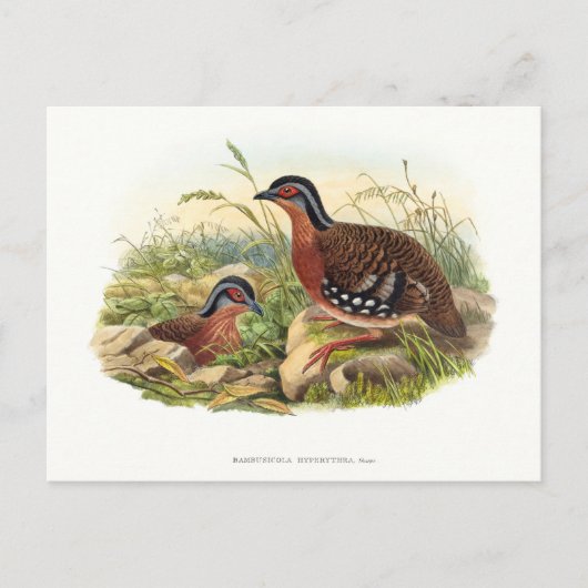 De rode patrijs (Bambusicola hyperythra) Briefkaart (Voorkant)