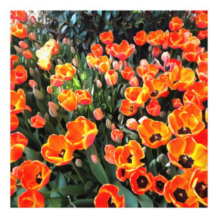 De rode tulpen van Istanbul Foto Afdruk
