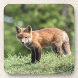 De rode Uitrusting van de Vos Drankjes Onderzetter