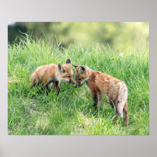 De rode Uitrustingen van de Vos Poster (Voorkant)