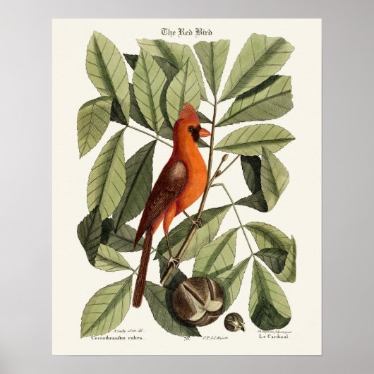 De rode vogel - Seligmann Poster (Voorkant)
