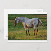 De Romeinse merrie Briefkaart (Voorkant / Achterkant)