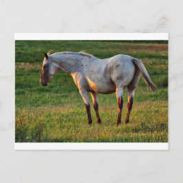 De Romeinse merrie Briefkaart