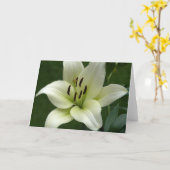 De romig witte Kaart van de Lelie (Gele Bloem)