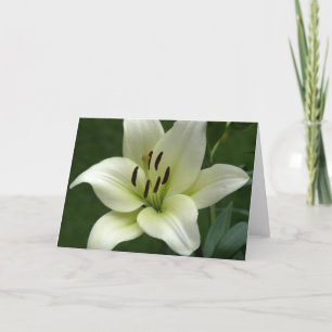 De romig witte Kaart van de Lelie