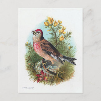 De Roos Linnet Briefkaart
