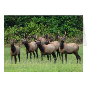De Roosevelt Elk Herd