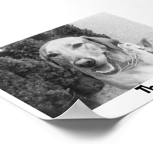 De Rosco Poster (Hoek)