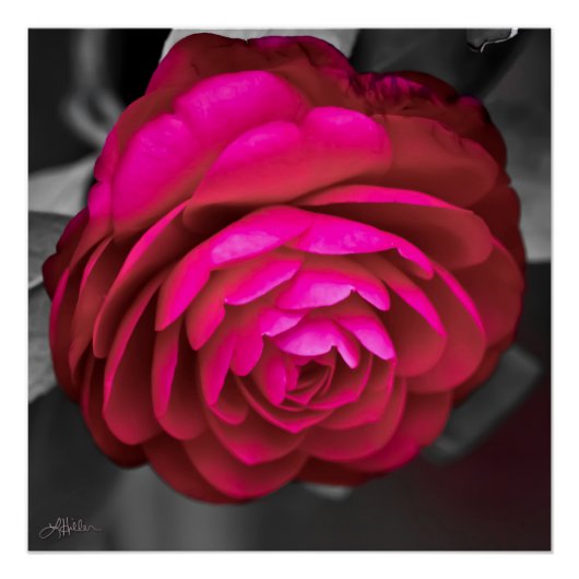 De Rosy Camellia Perfect Poster (Voorkant)