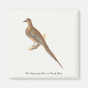 De rouwduif (Carolina Turtle Dove) NY Birds Magneet